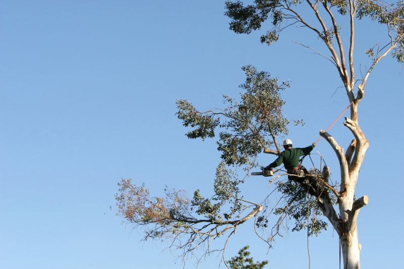 Experienced Arborists