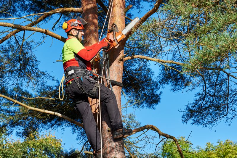 Specialized Tree Trimming Experts